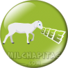 Chapa de Pulcino PIO: Agnello BEEE