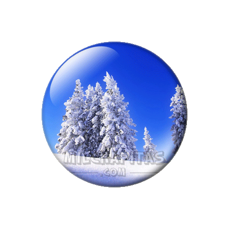 Abetos nevados