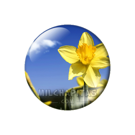 Chapa de Paisajes: Flor amarilla