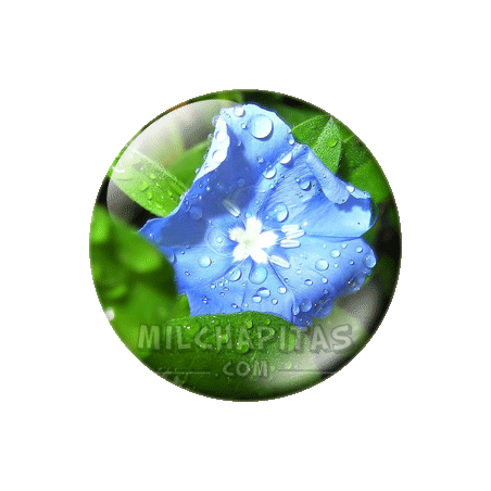 Chapa de Paisajes: Flor morada
