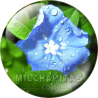 Chapa de Paisajes: Flor morada