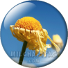 Chapa de Paisajes: Margarita