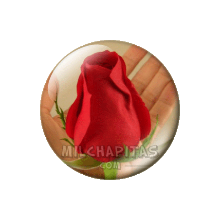 Rosa roja