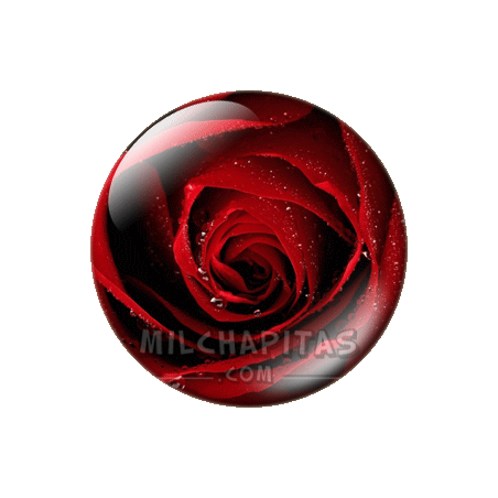 Rosa roja 2