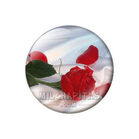 Rosa roja y pétalos