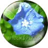Flor morada